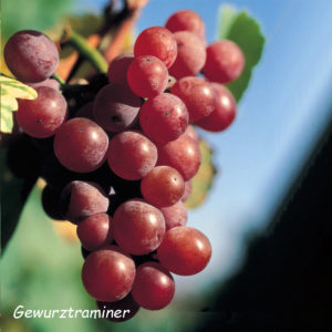 Gewurztraminer - Baumann-Zirgel, Elzas, Demeter