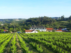 Fernao Pires -Anfora de Baco,  Quinto do Montalto,  Lisboa