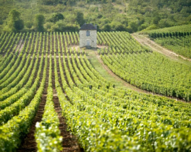 Pinot Noir - Givry 1 er Cru, Thenard, Bourgogne