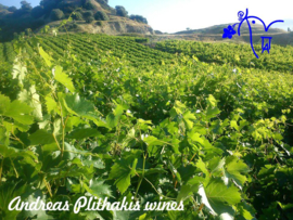 Malvasia Aromatica - Plithakis Magic White Patras Griekenland