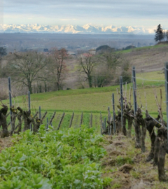 Duras, Gamay - Bulles rouge, Ancestrale, Domaine Duffau, Gaillac