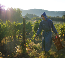 Syrah, Grenache - Vox Angelorum, Caritatis, Ventoux Blanc, Rhone