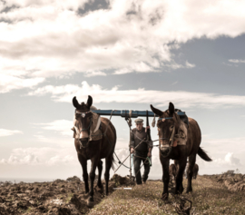 Assyrtiko  - Estate Argyros - Santorini, Griekenland