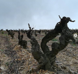 Viura, Garnacha Blanca - Blanco  - Miguel Merino