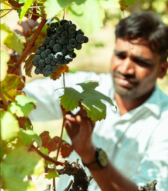 Cabernet Sauvignon, Shiraz - La Reserve, Grover, Rolland, India