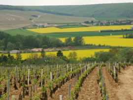 Chardonnay - Chablis Domaine du Colombier