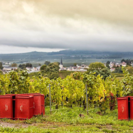 Pinot Noir, Val d'Or, Pinot Meunier, Chardonnay  - Leclerc Briant Champagne Abyss