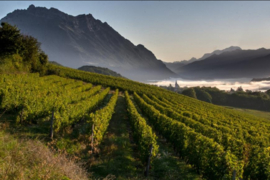 Gamay - Cave du Prieure, Savoie