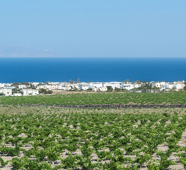 Assyrtiko  - Cuvee Evdemon,  Argyros, Santorini, Griekenland