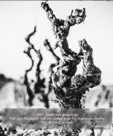 Grenache Blanc, Roussanne, Viognier - Rhone White, Joseph Castan