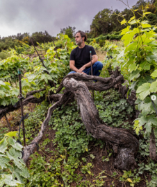 Listan Negro, Castellana Negra -  7 Fuentes, Valle de la Orotava, Suertes del Marques, Tenerife