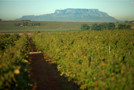 Touriga Nacional, Syrah - Stellenbosch - Wijnhuis Villiera - Down to earth - bio - vegan