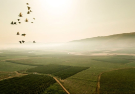 Marselan,  Arinarnoa  - Le Souverain, Chateau Ksara  - Libanon