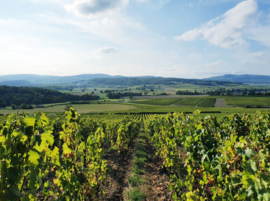 Chardonnay -  Virre Clesse, Bourgogne, Domaine Du Mont Epin