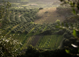 Thrapsathiri -  Lyrarakis winery, Kreta, Griekenland