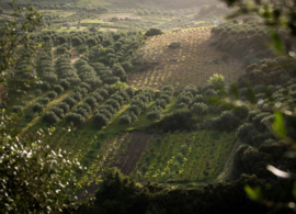 Melissaki- Lyrarakis, oranjewijn, Kreta, Griekenland