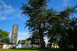 Merlot - Chateau Teillac, Puisseguin Saint-Emilion.