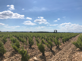 Grenache, Syrah - Chateauneuf du Pape - Domaine de la Brunely