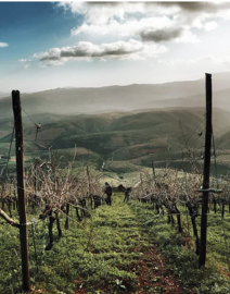 Rousanne - Nostos - Manousakis Winery , Kreta, Griekenland