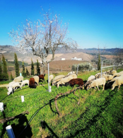 Fieldblend - Uivo Renegado, Folias de Baco, Palhete, Portugal, Douro