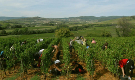 Chardonnay - Vieilles Vignes, Pouilly Fuisse, Domaine Cornin,