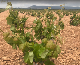 Garnacha Tintoreaa -  Roble -Cueva del Chaman - DO Almansa - Bio