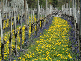 Pinot Noir - Kruogg,  Thomas Marugg - Zwitserland