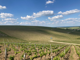 Pinot Noir - Sancerre Rouge Silex, Domaine la Villaudiere, loire