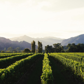 Pinot Gris -  Misty Cove - Marlborough - Nieuw Zeeland