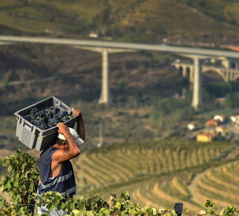 Touriga Nacional - Rosé , Quinta do Vallado, Douro