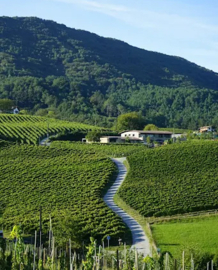 Hondarrabi Zuri - Txakolina, Txakoli -  Bodega Hiruzta - Baskenland