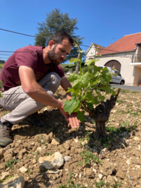 Pinot Noir - Sancerre Rouge Heritage, Terres Blanches, Domaine la Villaudiere, loire