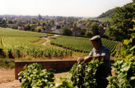 Pinot Noir - Vosne Romanee, Domaine Louis Fleurot