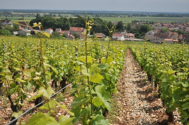 Chardonnay  - Sylvain Loichet Meursault Clos du Cromin