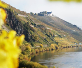 Riesling - Clemens Busch,  Mosel Gutswein Trocken