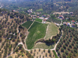 Kydonitsa - Plithakis Winery, Patras Griekenland