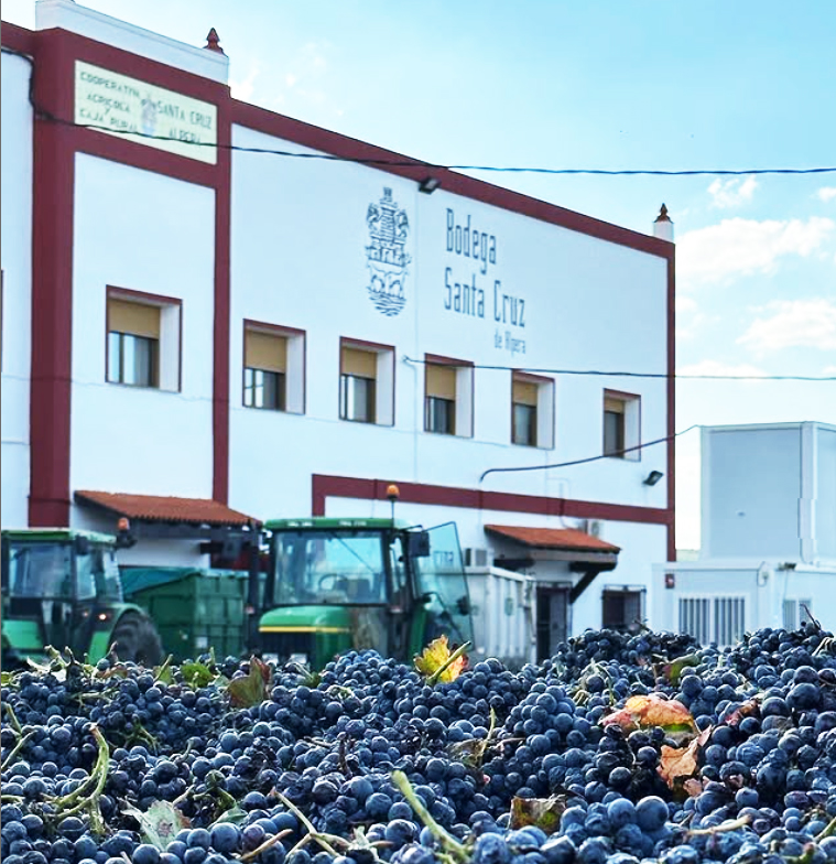 Syrah, Merlot -  Rosado, Cueva del Chaman - DO Almansa