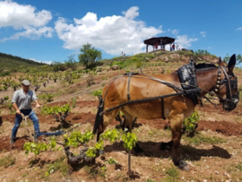 Maturana Blanca -  Ad Libitum Rioja BIO  - Juan Carlos Sancha