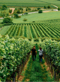 Spatburgunder -  Gutswein Pfalz, Weingut Porzelt