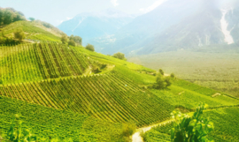 Gwass - Chanton Weine, Vispertal, Wallis, Zwitserland