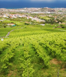 Listan Negro, Castellana Negra -  7 Fuentes, Valle de la Orotava, Suertes del Marques, Tenerife
