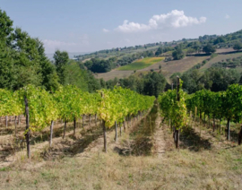 Aglianico - Agricola Nativ, Mario Ercolino, Campania