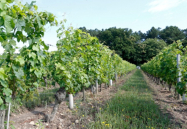 Cabernet Franc -  Cote 50, Yannick Amirault, Bourgueil, Loire