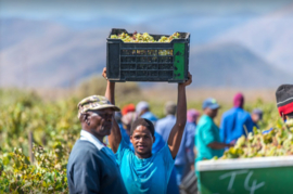 Sauvignon Blanc - Reserve - Alvi's Drift Zuid Afrika