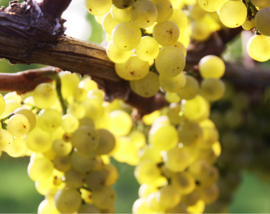 Riesling - Ortswein, Buntsandstein , Pfalz, Weingut Porzelt.