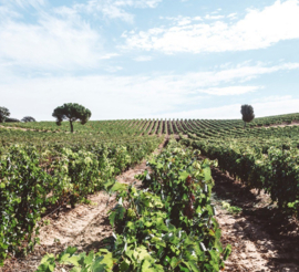 Tempranillo - ​Roble, Marques de Velilla, Ribera del Duero