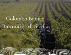 Nero d'Avola - Bio - Kore - Colomba Bianca - Sicilie