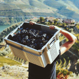 Touriga Franca, Touriga Nacional, Sousão en Tinta Roriz - Reserva, Vallegre - Douro