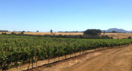 Carmenere -  Reserva - Bodega Volcanes - Chili
