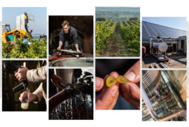 Picpoul , Terret  -  Bleu Blanc Thau, Vignerons Florensac